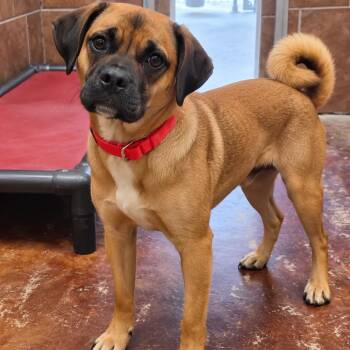 Peanut -  Terrier and Mixed Breed Dog for Adoption in Wadena, Minnesota - Peanut | PetCurious