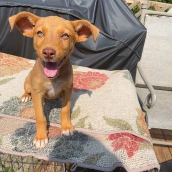 Kimber -  Mixed Breed Dog for Adoption in Groveland, Massachusetts - Kimber | PetCurious