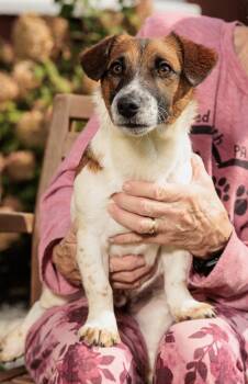 Rescue Jack Russell Terrier Dogs for Adoption in Chester Springs, Pennsylvania - Simon | PetCurious