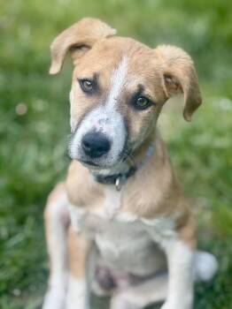 Labrador Retriever and Hound Dogs Available for Adoption in Waxhaw, North Carolina - Winnie | PetCurious