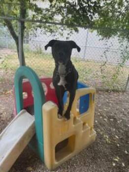 Dallas -  Pit Bull Terrier and Mixed Breed Dog for Adoption in Boyne City, Michigan - Dallas | PetCurious