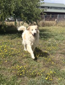 Bramble and Willow -  Great Pyrenees Dog for Adoption in Beaverton, Oregon - Bramble And Willow | PetCurious