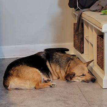 Freya -  Corgi Dog for Adoption in Sinking Spring, Pennsylvania - Freya | PetCurious