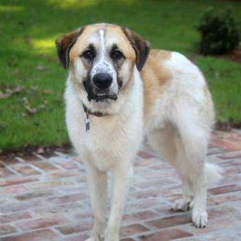 Sammy S1 -  Great Pyrenees and Greater Swiss Mountain Dog Dog for Adoption in Natchitoches, Louisiana - Sammy S1 | PetCurious