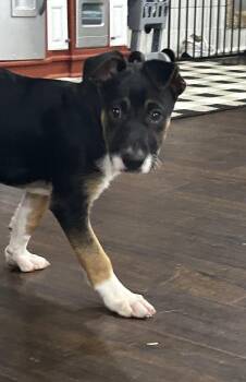 Rescue Mixed Breed Dogs for Adoption in Brownstown, Indiana - Marley | PetCurious