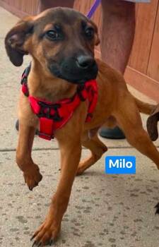 Milo -  Dutch Shepherd and Pit Bull Terrier Dog for Adoption in Thornton, Colorado - Milo | PetCurious
