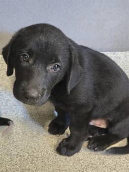 THRASHER -  Labrador Retriever and Mixed Breed Dog for Adoption in Tallahassee, Florida - THRASHER | PetCurious