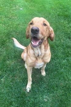 Red -  Labrador Retriever Dog for Adoption in Cheektowaga, New York - Red | PetCurious