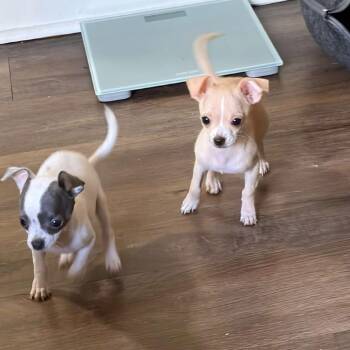 Maggie -  Chihuahua Dog for Adoption in Normal, Illinois - Maggie | PetCurious