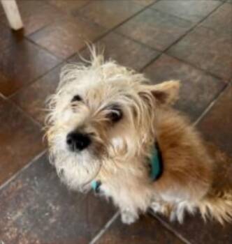 Terry -  Terrier Dog for Adoption in Norfolk, Virginia - Terry | PetCurious