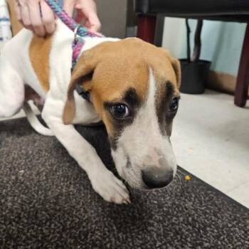 Hogarth -  Terrier Dog for Adoption in Birmingham, Alabama - Hogarth | PetCurious