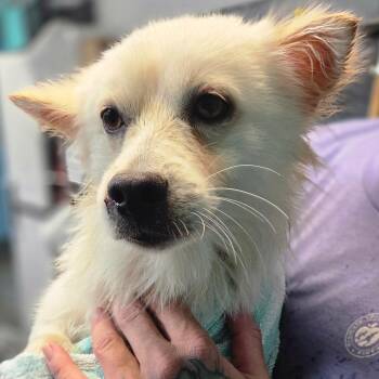 Merlin -  Spitz Dog for Adoption in Franklin, North Carolina - Merlin | PetCurious
