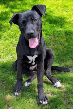 Rescue Labrador Retriever Dogs for Adoption in Franklin, Tennessee - PUPPY ISAAC | PetCurious