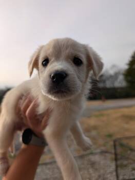 Rescue Great Pyrenees and Husky Dogs for Adoption in Spring Hill, Tennessee - Queen Iduna | PetCurious