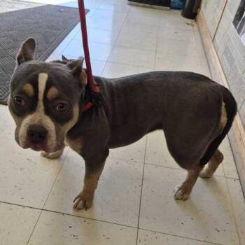 Mixed Breed Dogs Available for Adoption - Drop The Krispy Kream | PetCurious