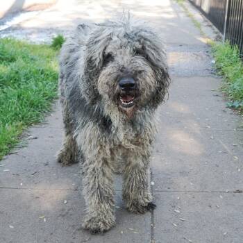 Standard Poodle and Mixed Breed Dogs Available for Adoption - BEAR | PetCurious