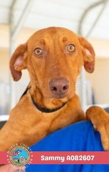 Sammy -  Labrador Retriever Dog for Adoption in Mobile, Alabama - Sammy | PetCurious
