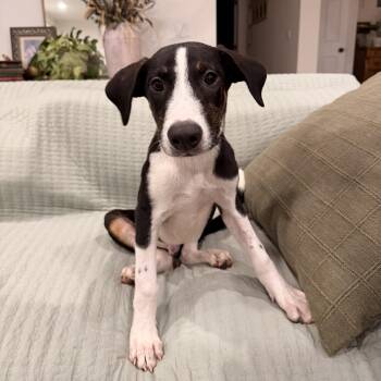 Arubian Cunucu- Chevy -  Ibizan Hound Dog for Adoption in Mettawa, Illinois - Arubian Cunucu- Chevy | PetCurious