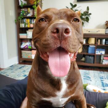 Rescue Pit Bull Terrier Dogs for Adoption in Colorado Springs, Colorado - Rigatoni | PetCurious