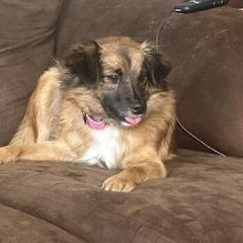 Cinnamon -  Pomeranian and Mixed Breed Dog for Adoption in Potomac, Maryland - Cinnamon | PetCurious