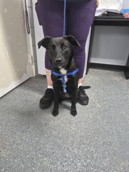 Joanna -  Labrador Retriever Dog for Adoption in Morristown, Tennessee - Joanna | PetCurious