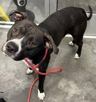 Terrier and Mixed Breed Dogs Available for Adoption - 04223B Bozo | PetCurious