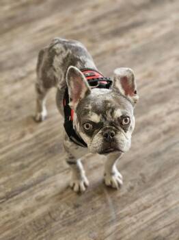 French Bulldog Dogs Available for Adoption - Wyatt | PetCurious