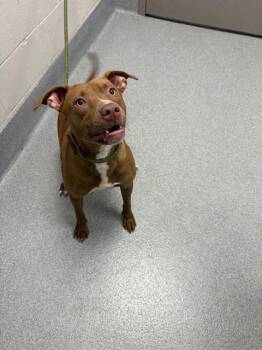 RAINY -  Pit Bull Terrier and Labrador Retriever Dog for Adoption in Indianapolis, Indiana - RAINY | PetCurious