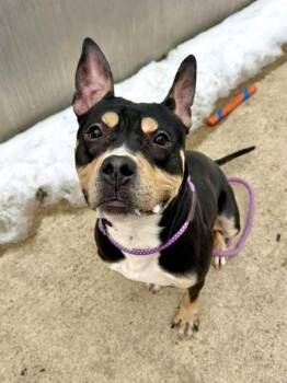 Pit Bull Terrier Dogs Available for Adoption - Cosmo | PetCurious