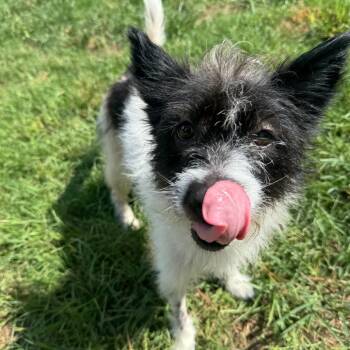 Friday -  Terrier Dog for Adoption in Houston, Texas - Friday | PetCurious