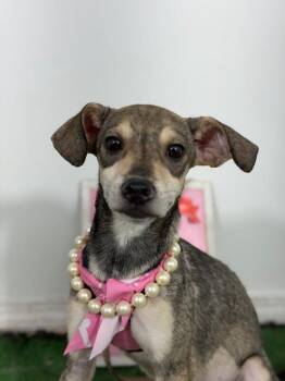 Simba-One of our Amazing Rescue Dogs -  Italian Greyhound and Whippet Dog for Adoption in Carlsbad, California - Simba-One Of Our Amazing Rescue Dogs | PetCurious