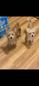 Morkie Dogs Available for Adoption - Cinnamon And Spice  | PetCurious
