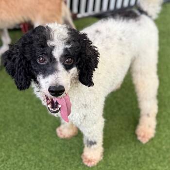Rescue Poodle Dogs for Adoption in Loxahatchee Groves, Florida - Cinch 0070 | PetCurious
