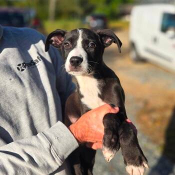 CT Porkchop avail Sep 26 (Cropley