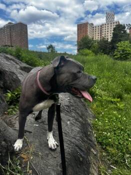 Ace Of Hearts -  Mixed Breed Dog for Adoption in New York, New York - Ace Of Hearts | PetCurious