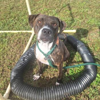 Rescue Mixed Breed Dogs for Adoption in Cape Girardeau, Missouri - Dizzy | PetCurious