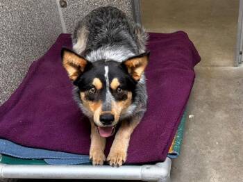 AXL -  Australian Cattle Dog Blue Heeler Dog for Adoption in Santa Rosa, California - AXL | PetCurious