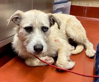 Rescue Wirehaired Terrier Dogs for Adoption in Douglasville, Georgia - Tiki | PetCurious