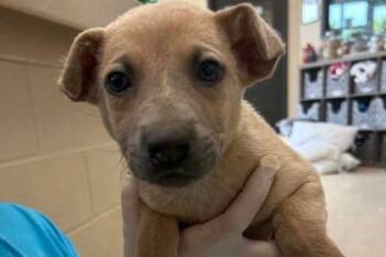 Cattle Dog and Mixed Breed Dogs Available for Adoption in Westland, Michigan - BMO | PetCurious