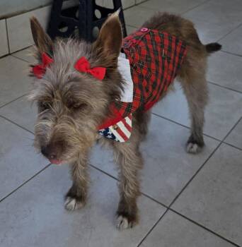 Cairn Terrier and Australian Shepherd Dogs Available for Adoption in Fallbrook, California - Cokoa | PetCurious