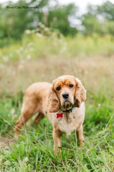 Shelly -  Cocker Spaniel Dog for Adoption in Drumbo, Ontario - Shelly | PetCurious