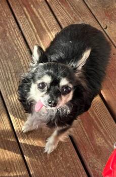 Chihuahua Dogs Available for Adoption in Campbellsville, Kentucky - Chloe | PetCurious