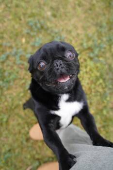 Pug Dogs Available for Adoption - Gordo | PetCurious