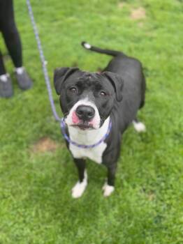 Pit Bull Terrier Dogs Available for Adoption in Lima, Ohio - Tali | PetCurious
