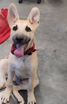 MILLEN -  German Shepherd Dog Dog for Adoption in Brunswick, Georgia - MILLEN | PetCurious