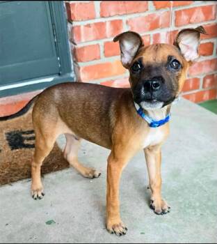 Mr. Peabody (AO37544) -  Terrier Dog for Adoption in Kansas City, Kansas - Mr. Peabody (AO37544) | PetCurious