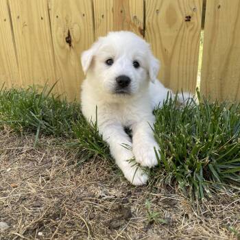 Tuna -  Great Pyrenees Dog for Adoption in Richmond, Virginia - Tuna | PetCurious