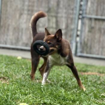 JC -  Mixed Breed Dog for Adoption in Keaau, Hawaii - JC | PetCurious