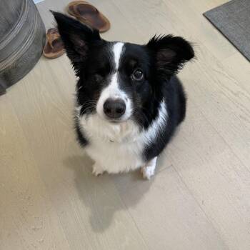 Rescue Border Collie Dogs for Adoption in Dallas, Texas - Daisy | PetCurious