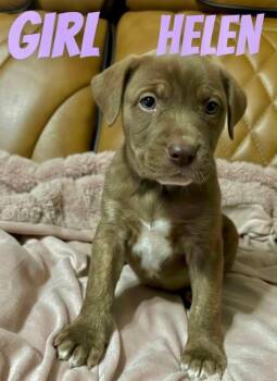 Pit Bull Terrier Dogs Available for Adoption - H Litter  Helen  | PetCurious